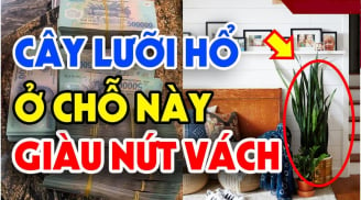 Cây Lưỡi hổ đuổi tà ma, hút tài lộc đừng trồng linh tinh: Đặt vị trí này tiền vào, nhà giàu thường làm