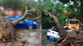 Mưa bão làm cây đổ đè trúng ô tô, chủ xe có được bảo hiểm bồi thường không?