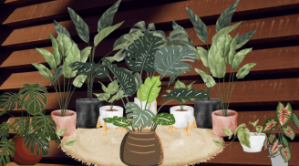 Trồng cây cảnh phong thủy nên trồng bao nhiêu cây để thu hút vận may giàu có? Hóa ra nhiều người không biết