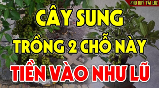 Trước nhà trồng cây Sung có tốt cho phong thủy gia đình không?