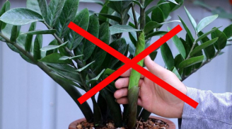 Cây Kim Tiền sinh tài sinh lộc, ai cũng đua nhau trồng: Duy nhất 2 mệnh này là đại kỵ