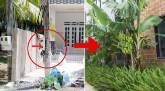 Người xưa dặn 'Trước cau sau chuối' nhưng nếu trước nhà có cột điện nhất định phải trồng chuối bên cạnh: Vì sao?