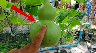 Ông bà ta dặn: 'Trồng bầu trong cửa, phúc lộc vào nhà, xui xẻo tránh xa'