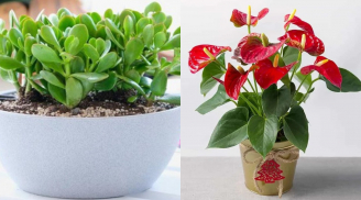 7 cây phong thuỷ để bàn may mắn nhất giúp hút tài, đón lộc, công việc thuận buồm xuôi gió
