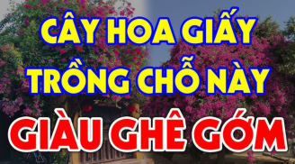 Cây hoa giấy ngăn chặn điềm xấu hút tài lộc nhưng đừng trồng linh tinh: Chúng chỉ hợp với người thuộc mệnh này