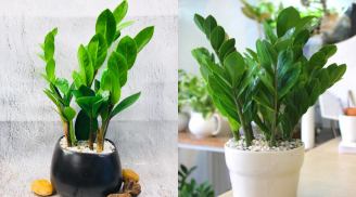 Cây kim tiền gọi tài lộc nhưng không được trồng bừa bãi: 2 người này nên tránh trồng kẻo gặp rắc rối