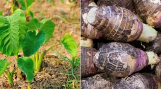 Nông dân Đồng Tháp trồng loại khoai củ to ngon này, siêu dễ trồng, thu về 30 triệu/công