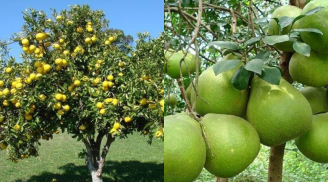 Trồng cây bưởi trước nhà có ý nghĩa gì? Ai trồng cây bưởi nhớ lưu ý điều này tránh đại kỵ phong thủy