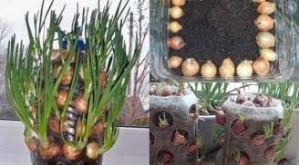 Trồng hành lá theo 2 cách đơn giản này, vừa đẹp, lại có hành ăn quanh năm