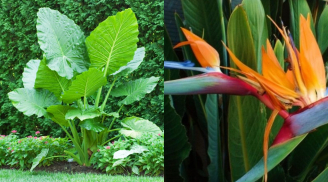 Vì sao người giàu chỉ trồng cây lá lớn trong nhà, biết lý do ai cũng muốn làm theo