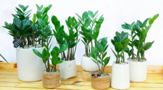 5 thứ nên sắm trong nhà để hút may mắn, tài lộc