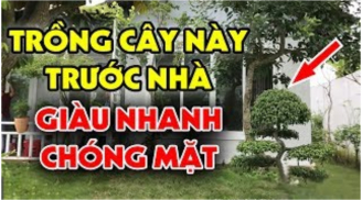 Tổ tiên dặn: Nghèo mấy cũng đừng chặt bỏ 3 cây này, càng để càng trấn giữ của cải