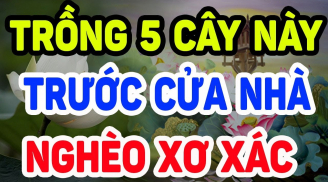 Tổ Tiên nói: 'Trong nhà có 5 loại cây cảnh, hoa tươi người héo, tuyệt đối đừng trồng'