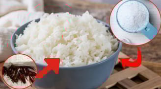 Trộn bột giặt với cơm nguội: Gián hàng đàn cũng đi hết, công dụng tuyệt vời ai cũng thích