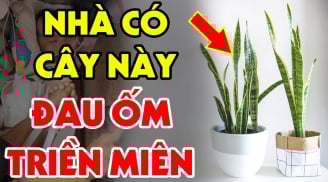 Tuổi này đại kỵ với cây Lưỡi Hổ: Cây càng tốt càng tổn phúc, tiền của không cánh mà bay