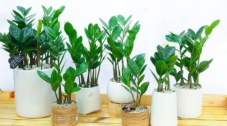 Cây kim tiền thích mê loại nước này, tưới đều là lộc non mơn mởn, tiền đếm mỏi tay