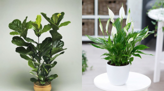 Để 3 loại cây này trước cửa sẽ thu hút Thần Tài, gia chủ nằm trên đống tiền