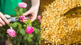 Muốn hoa hồng nở rộ quanh năm, cây khỏe không bị bệnh đốm nâu chỉ cần cho 1 thứ này vào đất