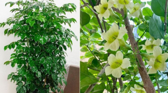 Thầy phong thủy nói: 5 loại cây nở hoa ra điềm lành, chủ nhà ắt trở nên giàu có