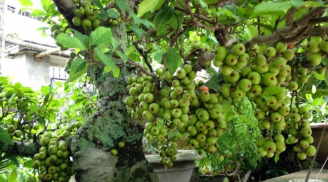 Trồng cây sung trước nhà có thực sự tốt và mang đến tài lộc cho gia chủ?