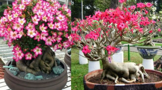 Trước cửa trồng hoa Sứ có tốt cho phong thủy gia đình không?
