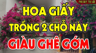 Trước nhà trồng cây Hoa Giấy có tốt cho phong thủy gia đình không?