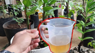 Đất tơi xốp và mềm 'như bông' nhờ đổ 2 loại nước này vào chậu cây