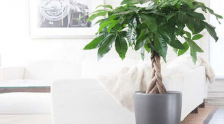 Trồng 1 cây kim ngân trong nhà đem tại tài lộc, tiền bạc và may mắn cho gia chủ