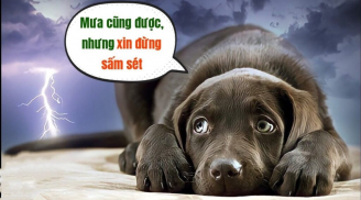 Vì sao chó không sợ gì, nhưng lại rất sợ sấm sét?