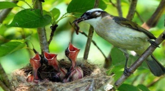 Vì sao hầu hết các tổ chim đều hướng lên trời, nếu trời mưa to thì phải làm sao?