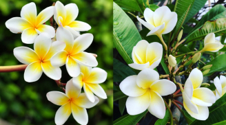 Trồng cây hoa sứ trước nhà ảnh hưởng gì đến phong thủy? Có tốt không?