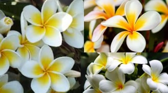 Hoa đại đẹp thơm và hay được trồng ở chùa chiền nhưng sao lại không nên thắp hương hoa đại?