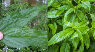 Món quà từ thiên nhiên: Cây dại mọc bờ bụi nay thành đặc sản nhờ hương vị lạ, giá 100.000 đồng/kg