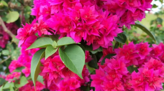 Hoa giấy tưới nước lã thường chậm lớn, thêm một thìa này là hoa nở kín cành, khoe sắc mãn nhãn