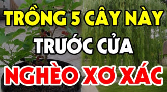 5 loại cây, 3 loại quả trồng ở nhà nào nhà đấy nghèo, mất lộc: Về xem nhà bạn có không?