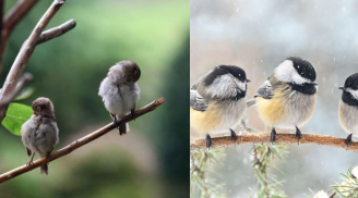 Tại sao những con chim ngủ trên cành cây, dây điện mà không bị ngã?