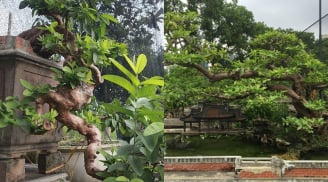 Đầu tư ‘khôn ngoan’ vào bonsai trái cây: Vừa đẹp mắt, vừa sinh lời