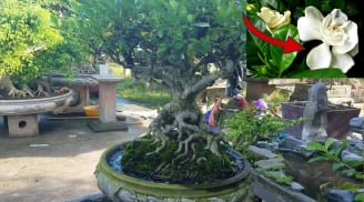 Loại cây ra hoa trắng muốt, trồng vào nhà nào nhà đấy lộc, tiền của khỏi lo