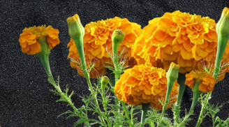 Trồng cây cúc vạn thọ trước nhà có ý nghĩa gì? Vì sao nhiều người lại kiêng trồng cây này?