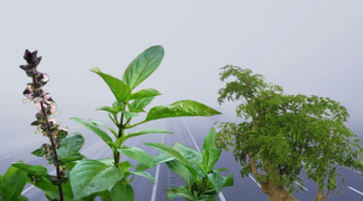 3 loại rau gia vị dễ trồng tại nhà, nhiều công dụng sức khỏe lại tốt phong thủy giúp phát tài giàu có