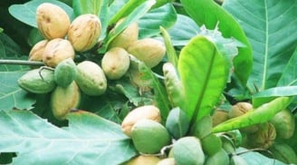 Loại quả xưa rụng kín sân khẳng ai nhặt, nay thành đặc sản, bán với giá gần triệu/kg