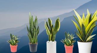 Trồng cây lưỡi hổ giúp thu hút tài lộc nhưng phải tránh những điều này kẻo đại kỵ hại phong thủy