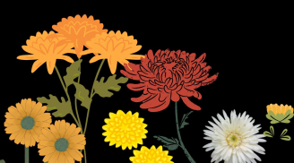 Vì sao Tết Trùng cửu, Trùng dương (9/9 âm lịch) người ta lại dâng cúng hoa cúc, ngắm hoa cúc?