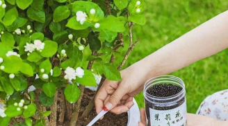 Hoa nhài trồng mãi chẳng ra qua, học ngay 5 bí quyết này hoa nở trĩu cành