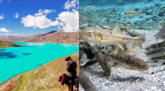 Hồ ở Tây Tạng có rất nhiều cá, vì sao người dân không dám ăn?