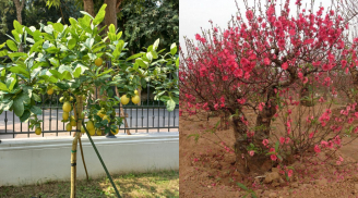 13 loại cây phong thuỷ trồng trước nhà giúp gọi tài lộc, may mắn