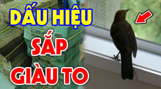 3 con chim bay vào nhà, gia đình đón Tiền - Tài - Danh đầy đủ, đừng dại mà đuổi chúng đi