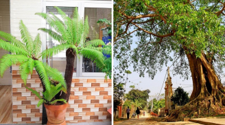 Các cụ dặn, 8 cây 'vía dữ' chặn đứng tài lộc: Có 1 cây trước nhà con cháu dễ nghèo khó, lụi bại