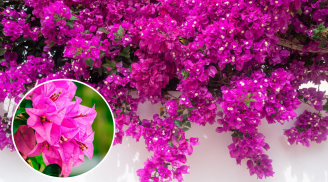 Người mệnh nào hợp trồng cây hoa giấy nhất?