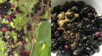 Từ loại quả mọc dại nay thành đặc sản, hương vị khó quên, là ‘siêu thực phẩm’ cho sức khoẻ